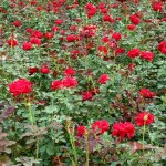 進口洋芋