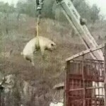 ～战神～小灰灰