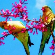 梅子ys