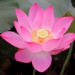 怪老頭独行客