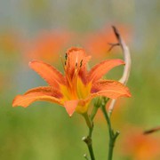花朵z0的头像