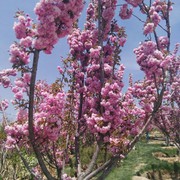 li翠平海报