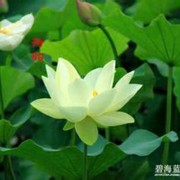 真汐l