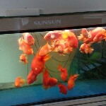 家有一宝r