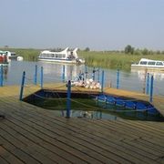 ☆﹀、会飞的鱼海报