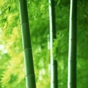 红日8