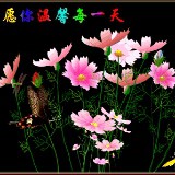 船长♛-没毛病
