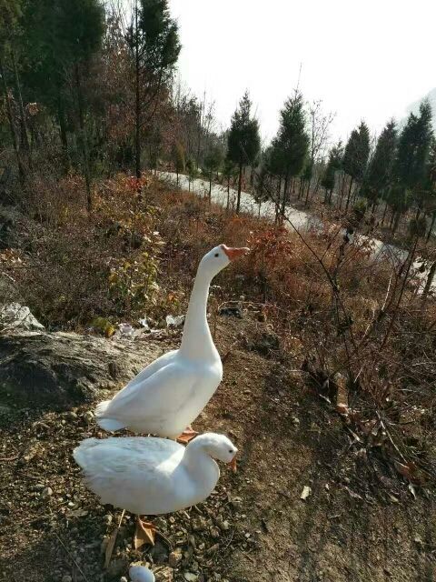 神农妹子民间歌仙的主播照片