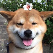 喵大爷汪小二