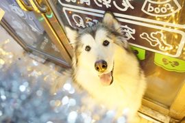 家有萌宠乐翻天主播照片