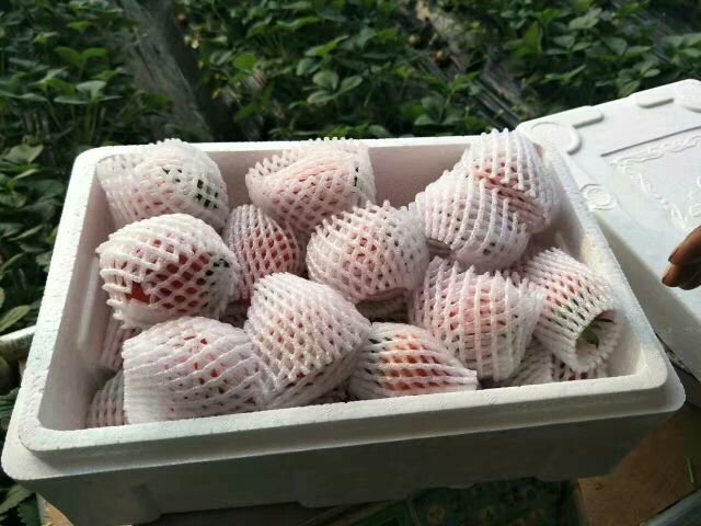 东港特产🍓🐠代购的主播照片