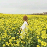 春天的燕子p