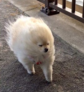 習慣有妮主播照片