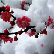 花好月圆时j海报