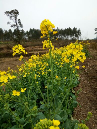 飞哥mA的主播照片