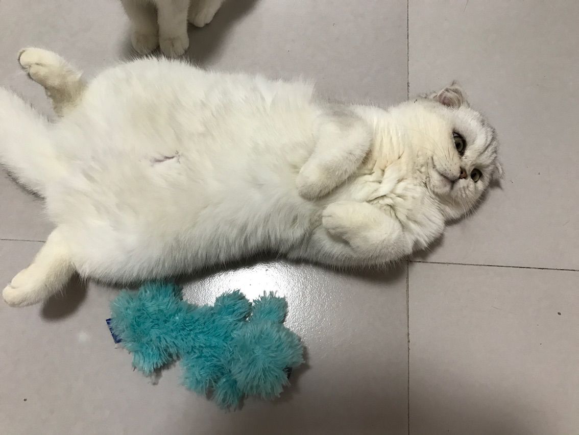 猫咪成长日记的主播照片