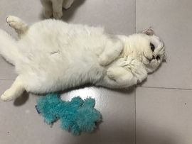 猫咪成长日记主播照片