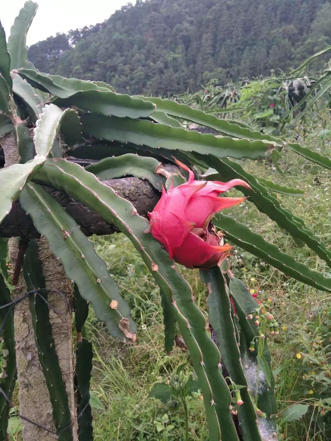 唐伯虎点蚊香4y的主播照片