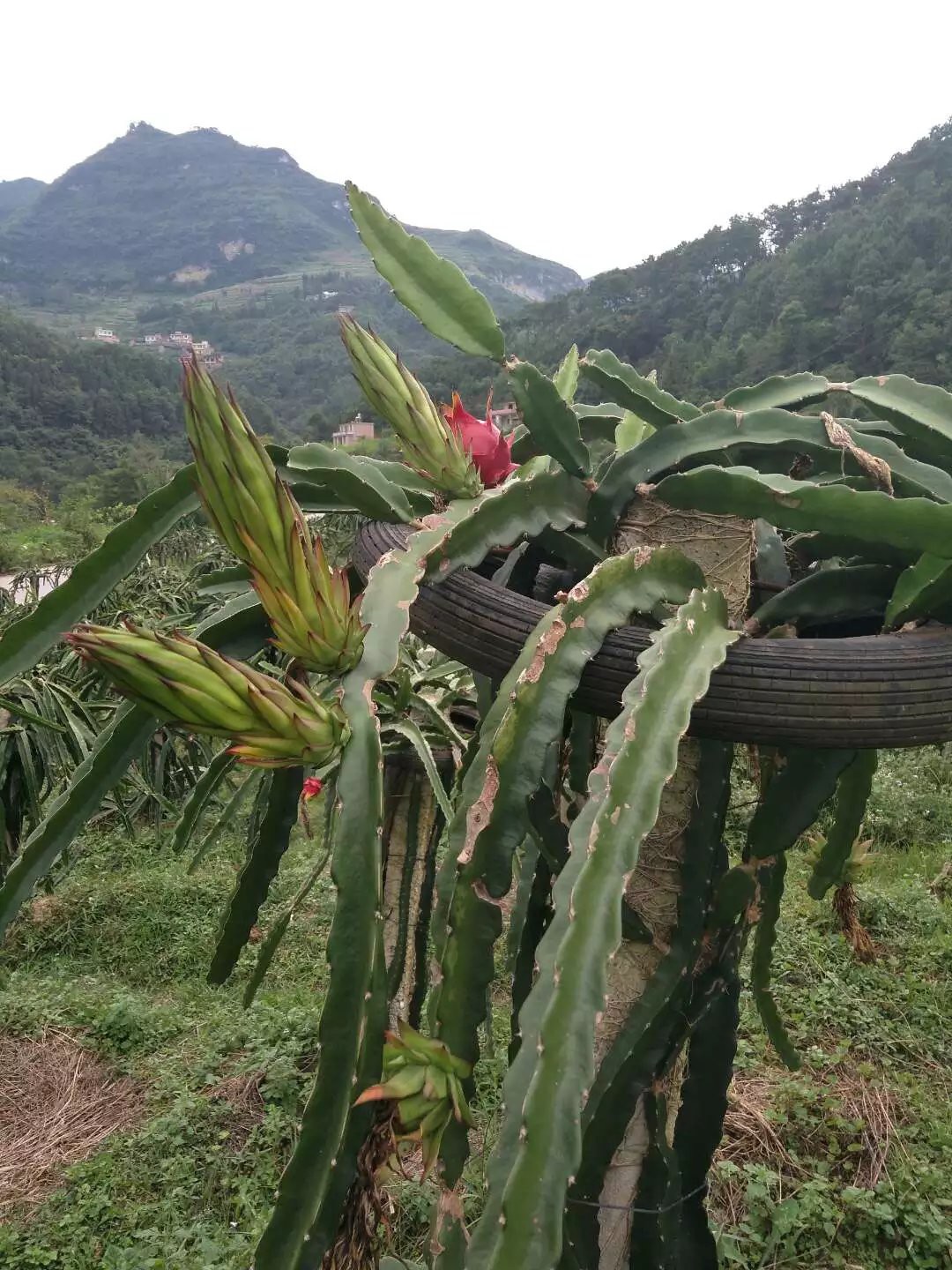 唐伯虎点蚊香4y的主播照片