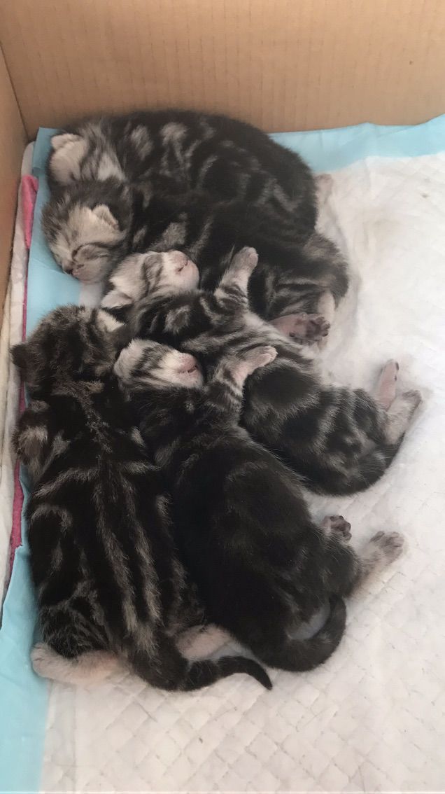 猫咪成长日记的主播照片