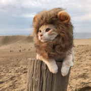 喵🦁️🦁️海报