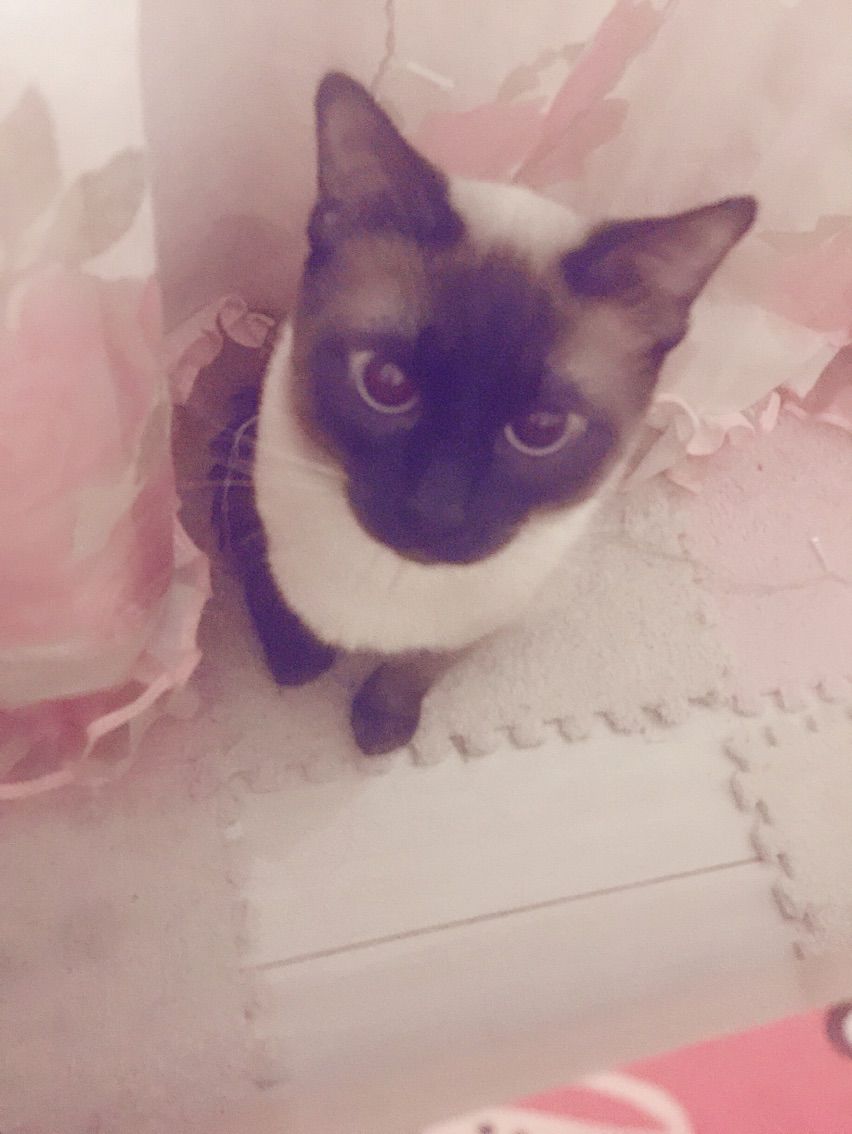 戈小瞳（）的主播照片