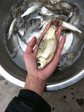 小六子户外.你还在主播照片