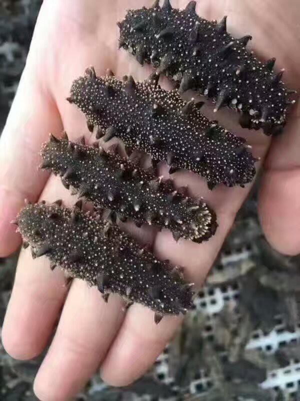 网事如烟......的主播照片
