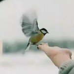 悲殤乀述裞微笑♞