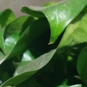 陈老四3海报