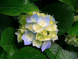 ღ遇见🌺6361ღ主播照片