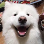 皮皮虾之王🌚海报