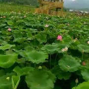 我的快乐就是想你dv的头像