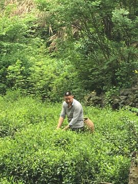 六安🍃茶妹主播照片