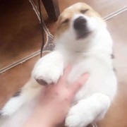 纸扇画清风
