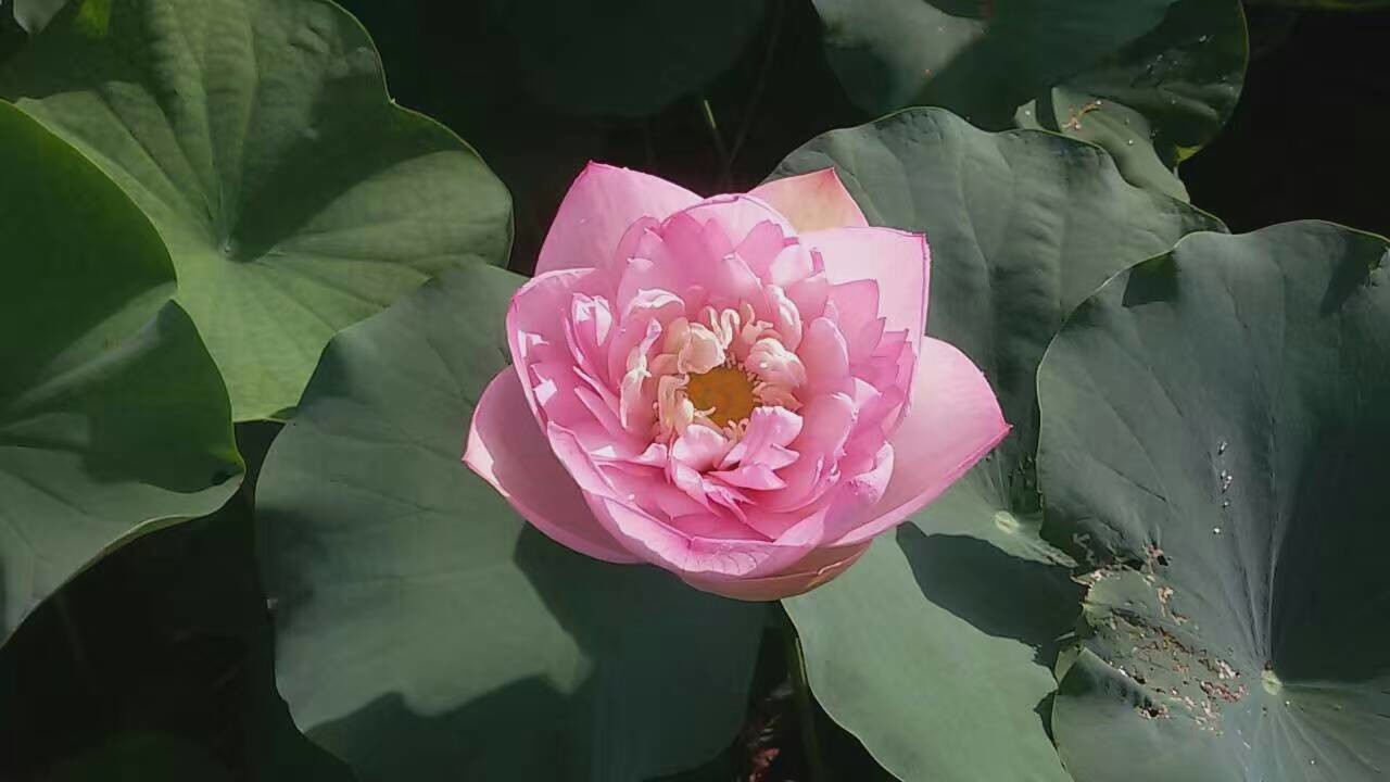懒懒猪/的主播照片