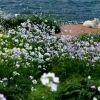 海棠花e6