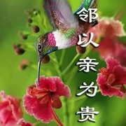 九月菊4!