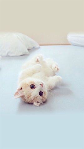 狐狸不是精..主播照片