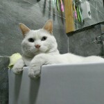 看热闹＊海报