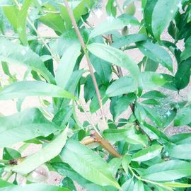 ✨媳婦⭐求🌙帶走✨主播照片