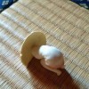 白天zw