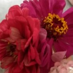☜花言花语，海报