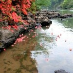 落花有意22海报