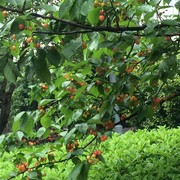 石头b8