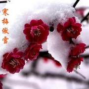 傲雪寒梅*i海报
