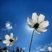 ♣花心♣海报