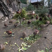 至死无悔3