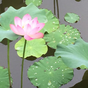 心香一瓣88海报