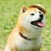 谭虎强★☆